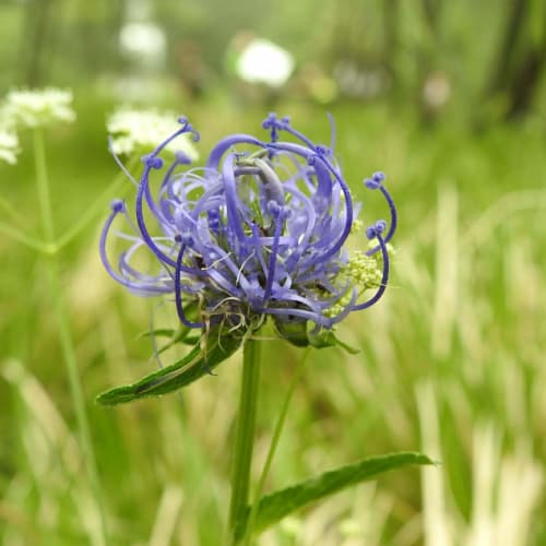 Phyteuma orbiculare - Campanulaceae