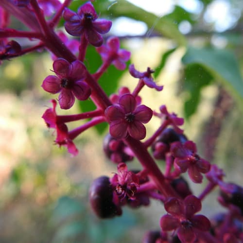 Phytolacca americana - Phytolaccaceae