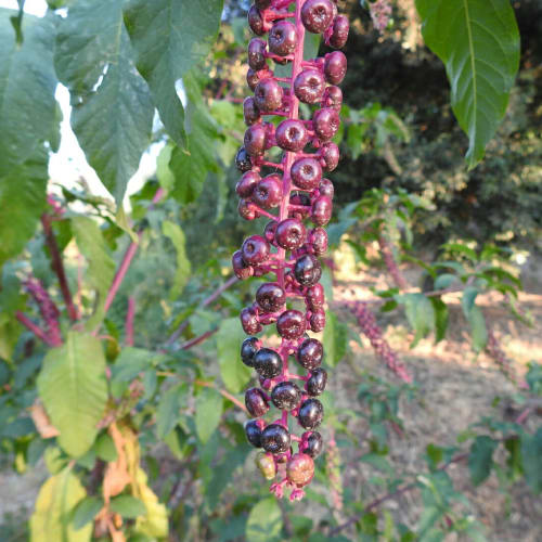 Phytolacca americana - Phytolaccaceae