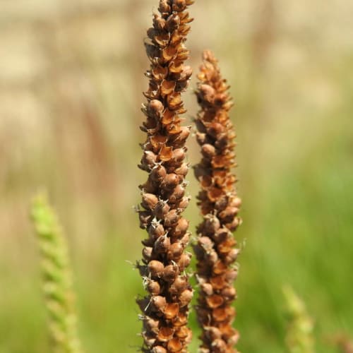 Plantago major - Plantaginaceae