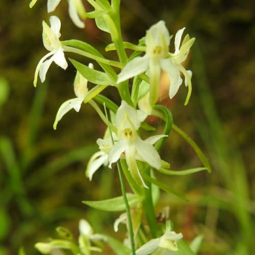 Platanthera bifolia - Orchidaceae