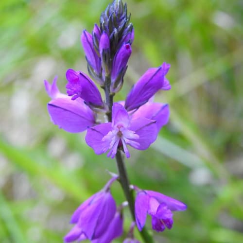 Polygala vulgaris - Polygalaceae Polygala vulgaris - Polygalaceae