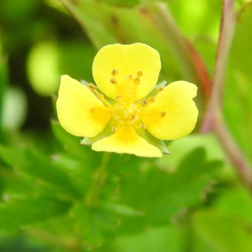 Potentilla erecta - Rosaceae