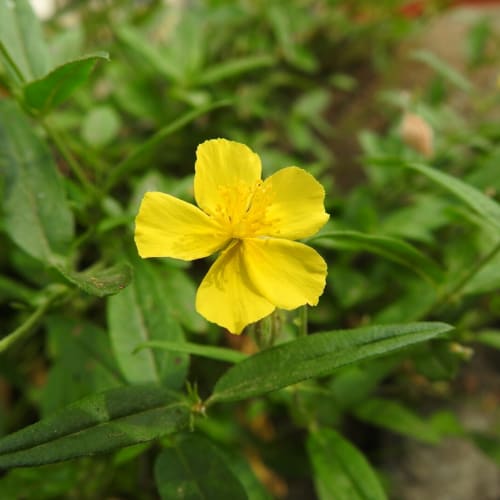 Ranunculus repens - Ranunculaceae