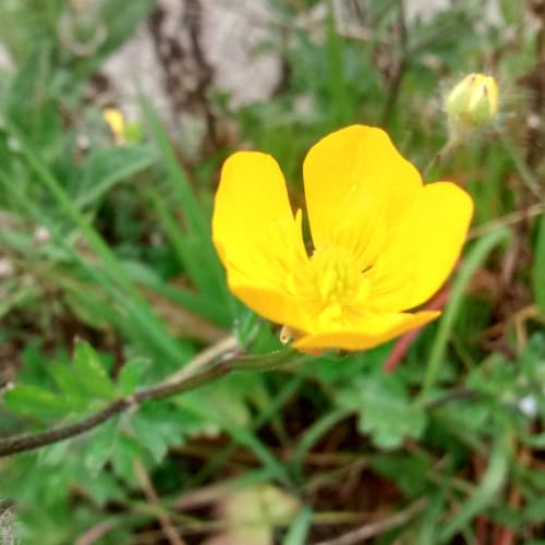 Ranunculus repens - Ranunculaceae