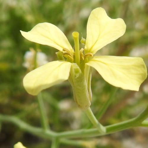 Raphanus raphanistrum - Brassicaceae