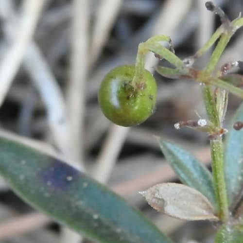 Rubia peregrina - Rubiaceae