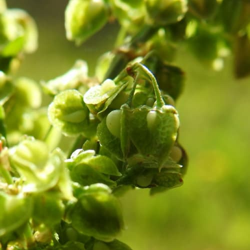 Rumex crispus - Polygonaceae