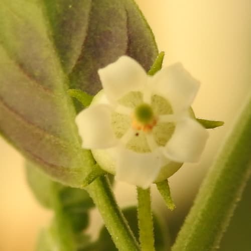 Salpichroa origanifolia - Solanaceae