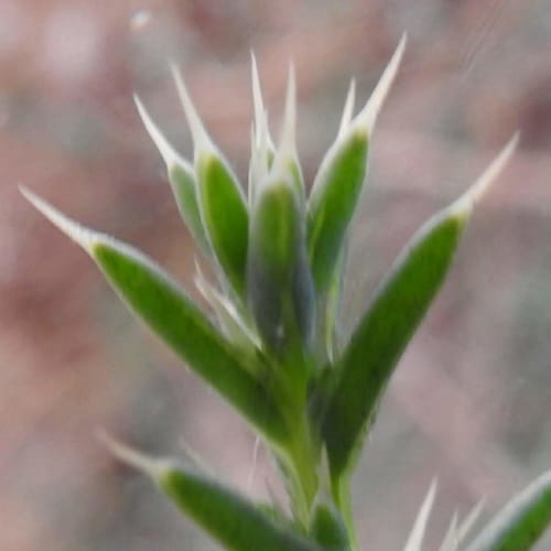 Salsola kali - Chenopodiaceae