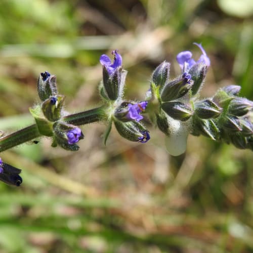 Salvia verbenaca - Lamiaceae