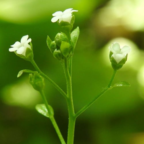 Samolus valerandi - Primulaceae
