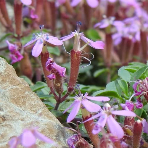 Saponaria ocymoides - Caryophyllaceae