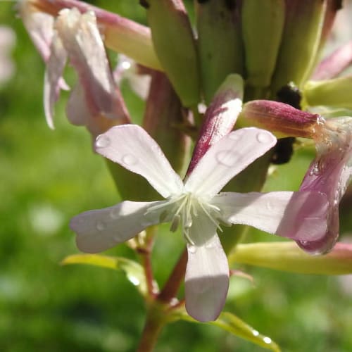 Saponaria officinalis - Caryophyllaceae