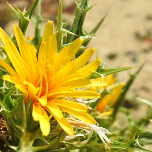 Scolymus hispanicus - Asteraceae