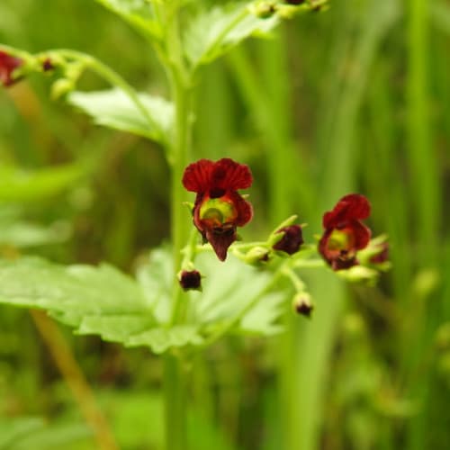 Scrophularia peregrina - Scrophulariaceae Scrophularia peregrina - Scrophulariaceae