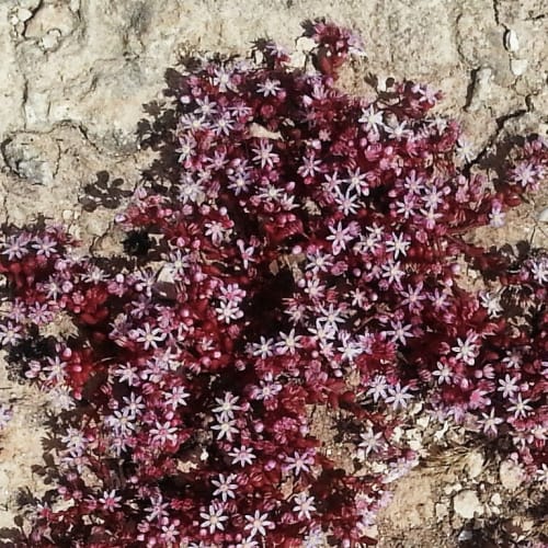 Sedum caeruleum - Crassulaceae