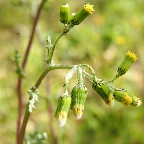 Senecio vulgaris - Asteraceae