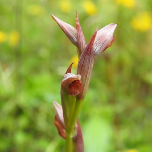 Serapias parviflora - Orchidaceae