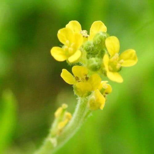 Sisymbrium officinale - Brassicaceae