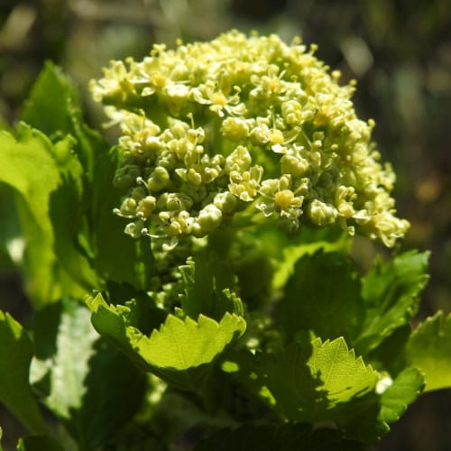 Smyrnium olusatrum - Apiaceae