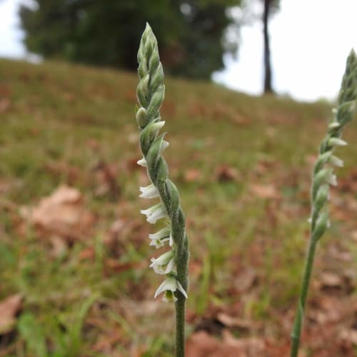 Spiranthes spiralis - Orchidaceae