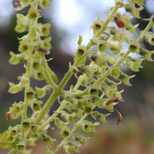 Teucrium scorodonia - Lamiaceae Teucrium scorodonia - Lamiaceae