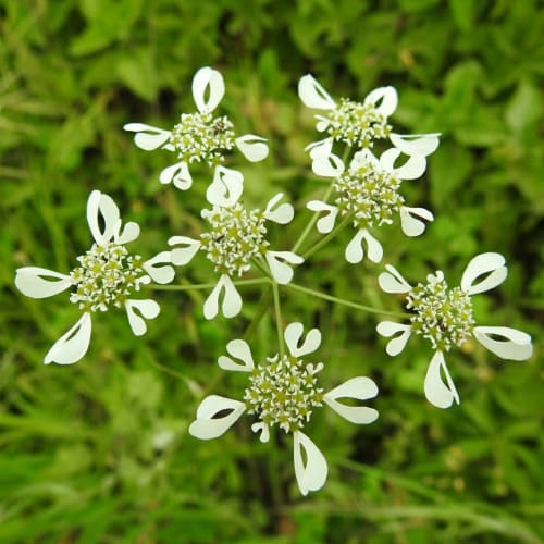 Tordylium apulum - Apiaceae