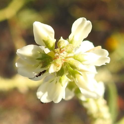 Trigonella alba - Fabaceae