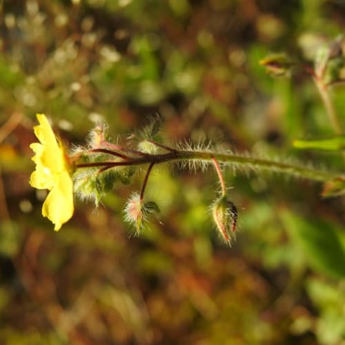 Tuberaria guttata - Cistaceae