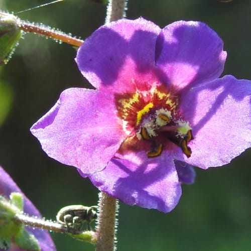 Verbascum phoeniceum - Scrophulariaceae