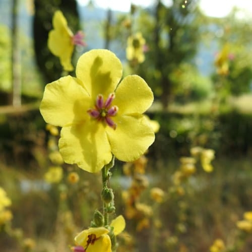 Verbascum sinuatum - Scrophulariaceae