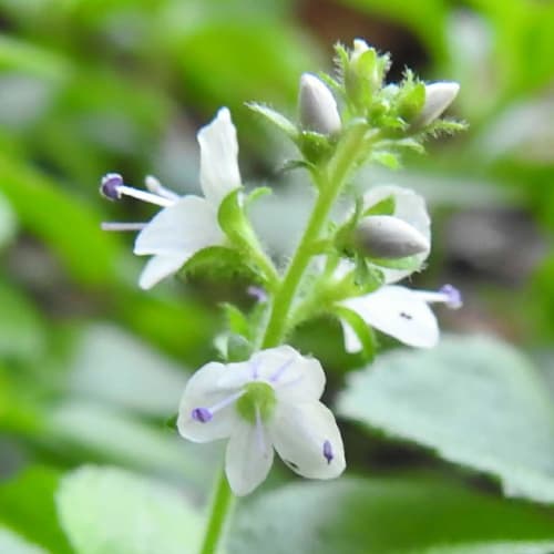 Veronica officinalis - Plantaginaceae