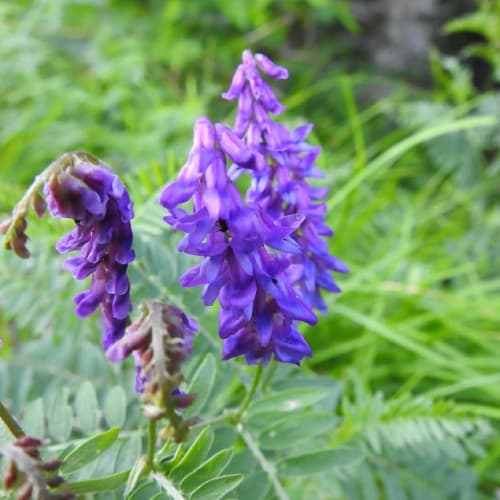 Vicia cassubica - Fabaceae