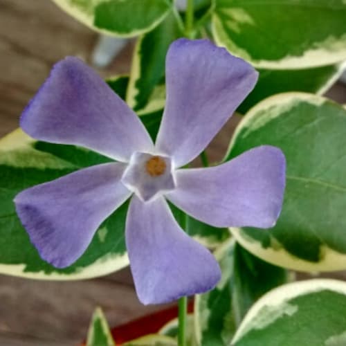 Vinca major - Apocynaceae