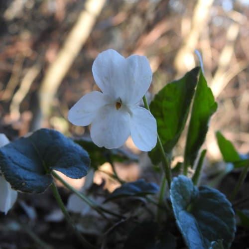 Viola odorata - Violaceae