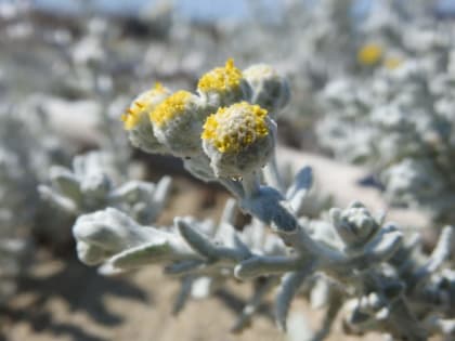 Achillea maritima - Asteraceae