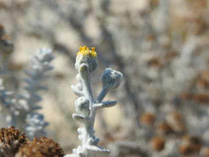 Achillea maritima - Asteraceae