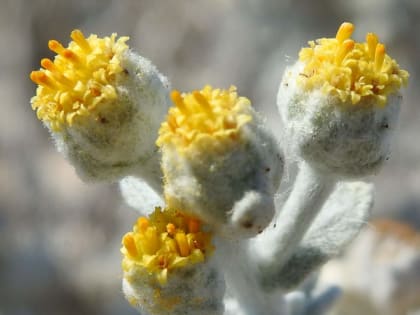 Achillea maritima - Asteraceae