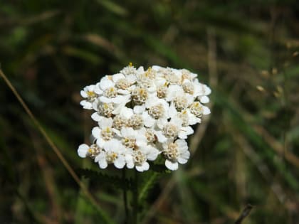 Achillea millefolium - Asteraceae