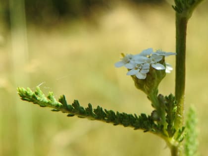 Achillea millefolium - Asteraceae