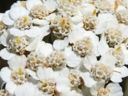 Achillea millefolium - Asteraceae