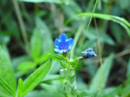 Aegonychon purpurocaeruleum - Boraginaceae