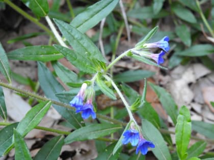 Aegonychon purpurocaeruleum - Boraginaceae