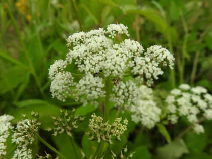 Aegopodium podagraria - Apiaceae