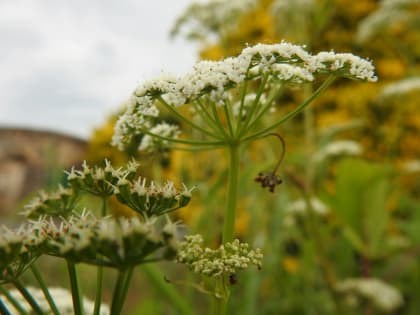 Aegopodium podagraria - Apiaceae