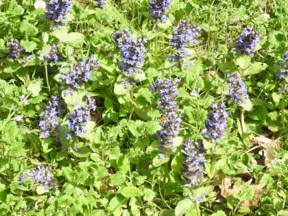 Ajuga reptans - Lamiaceae