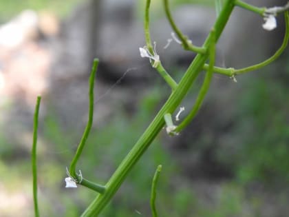 Alliaria petiolata - Brassicaceae