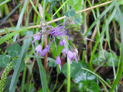 Allium carinatum - Amaryllidaceae