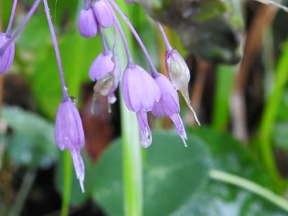 Allium carinatum - Amaryllidaceae